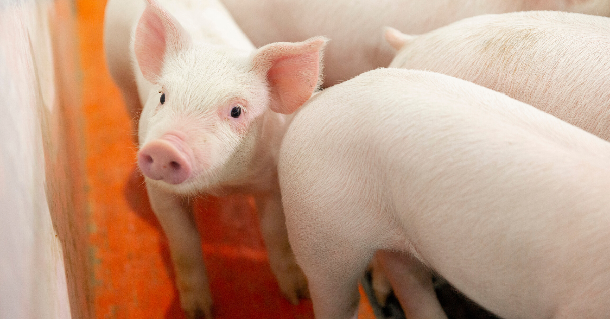 Key Facts About African Swine Fever Asf Alltech